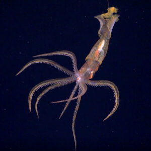 Marine Biology Trivia Quiz Squid