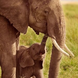 World Wildlife Day Quiz African elephant