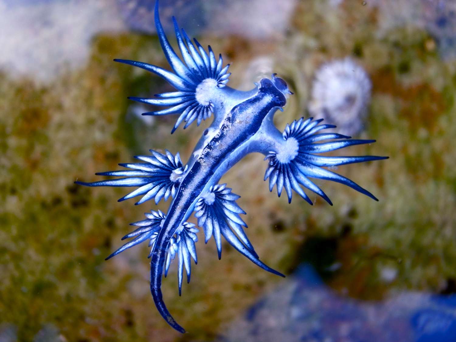 Cool Animals Blue dragon, blue sea slug, glaucus atlanticus