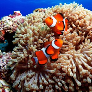 What Type Of Dolphin Are You? Quiz Clownfish