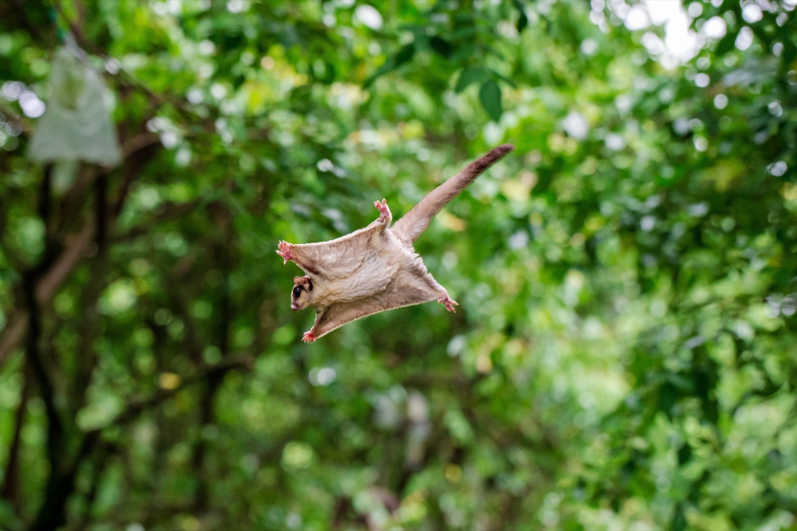 Cool Animals Flying squirrel