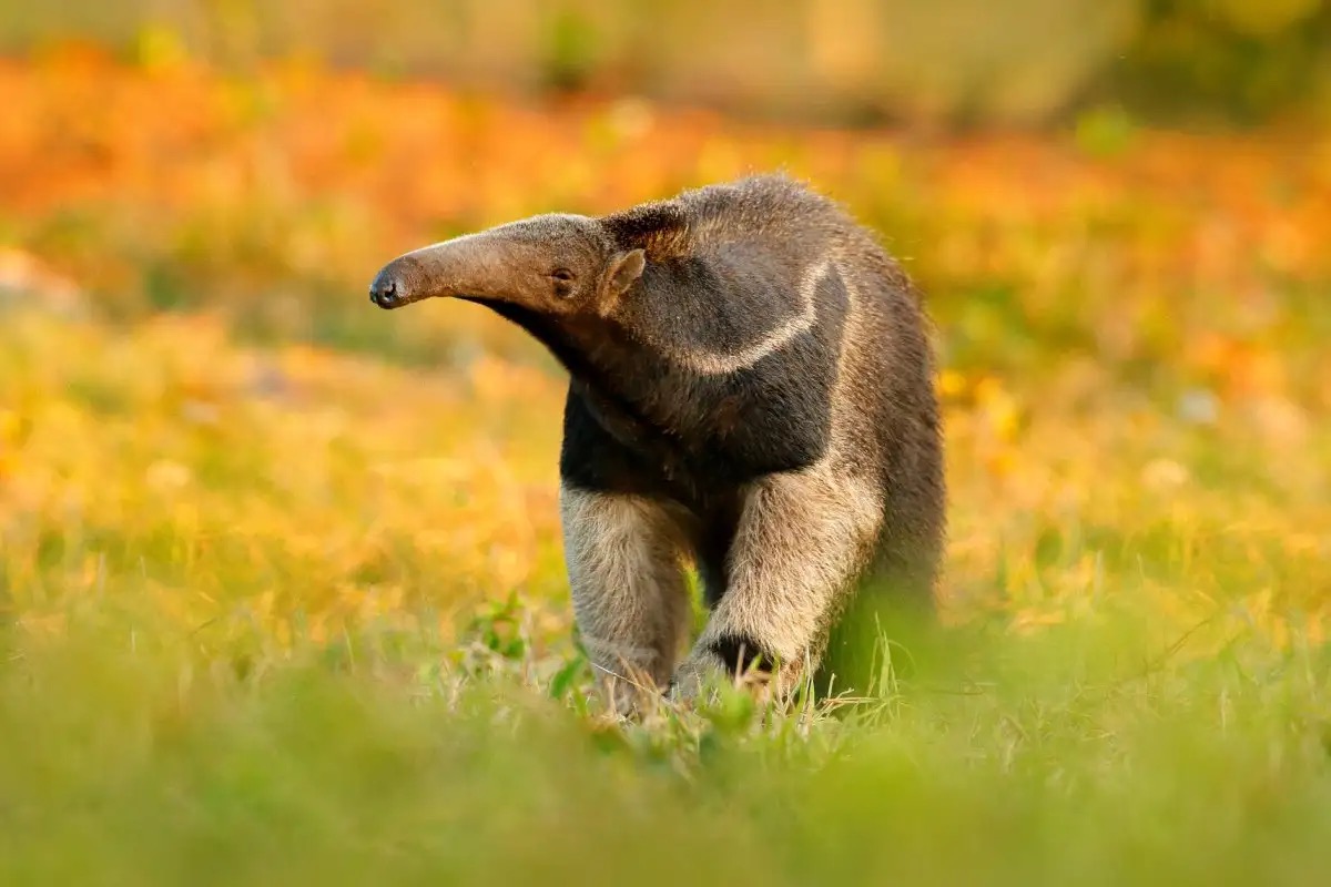 Cool Animals Giant anteater