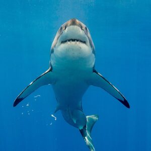 Oceans Quiz Great white shark