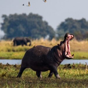 Basic General Knowledge Quiz Hippopotamus