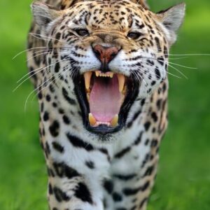 What Element Am I? Quiz Jaguar
