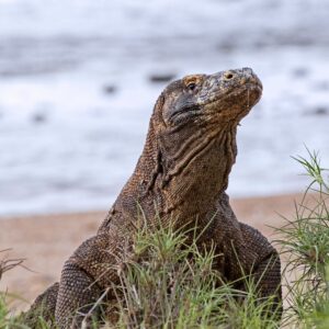 Pick Animals & Find Out Your True Season Quiz Komodo dragon