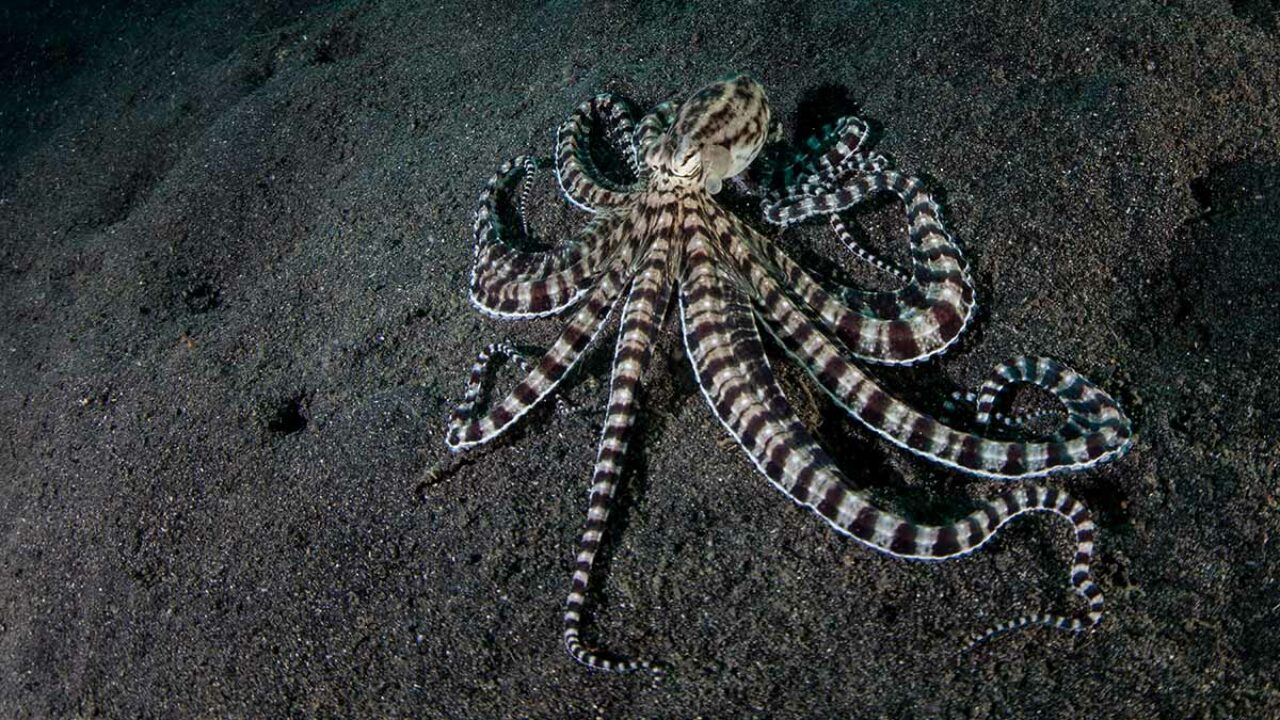 Cool Animals Mimic octopus