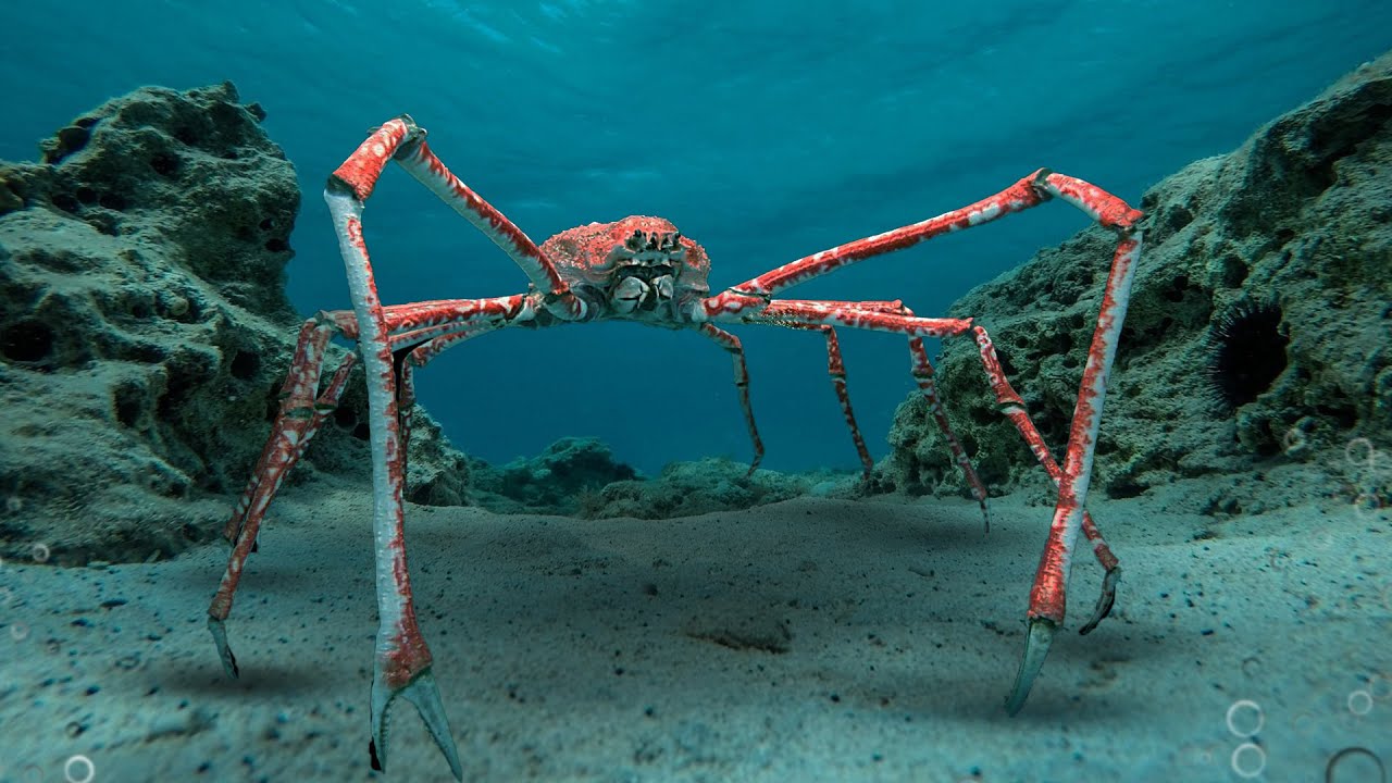 Cool Animals Japanese spider crab