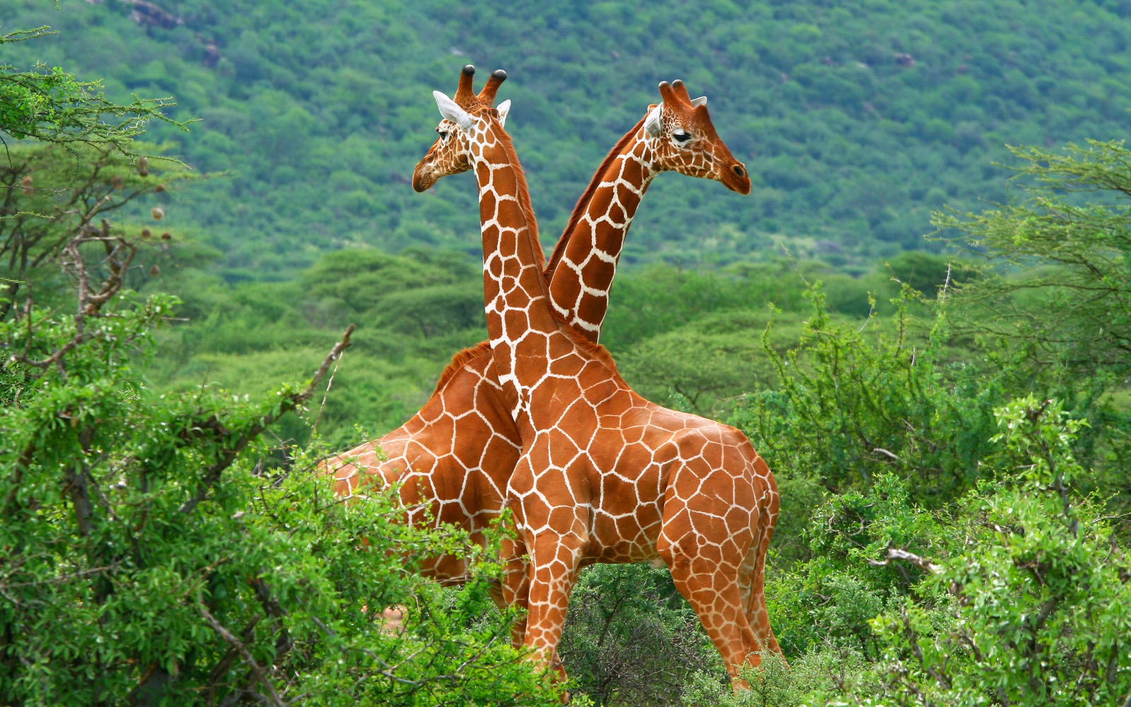What Element Am I? Giraffes in Samburu National Park, Kenya