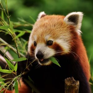 Which KPop Demon Hunters Character Are You? Quiz Red panda
