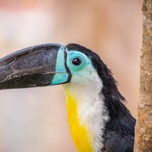 Pick Animals & Find Out Your True Season Quiz Toucan
