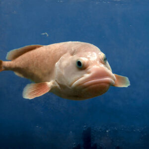 What Type Of Dolphin Are You? Quiz Blobfish