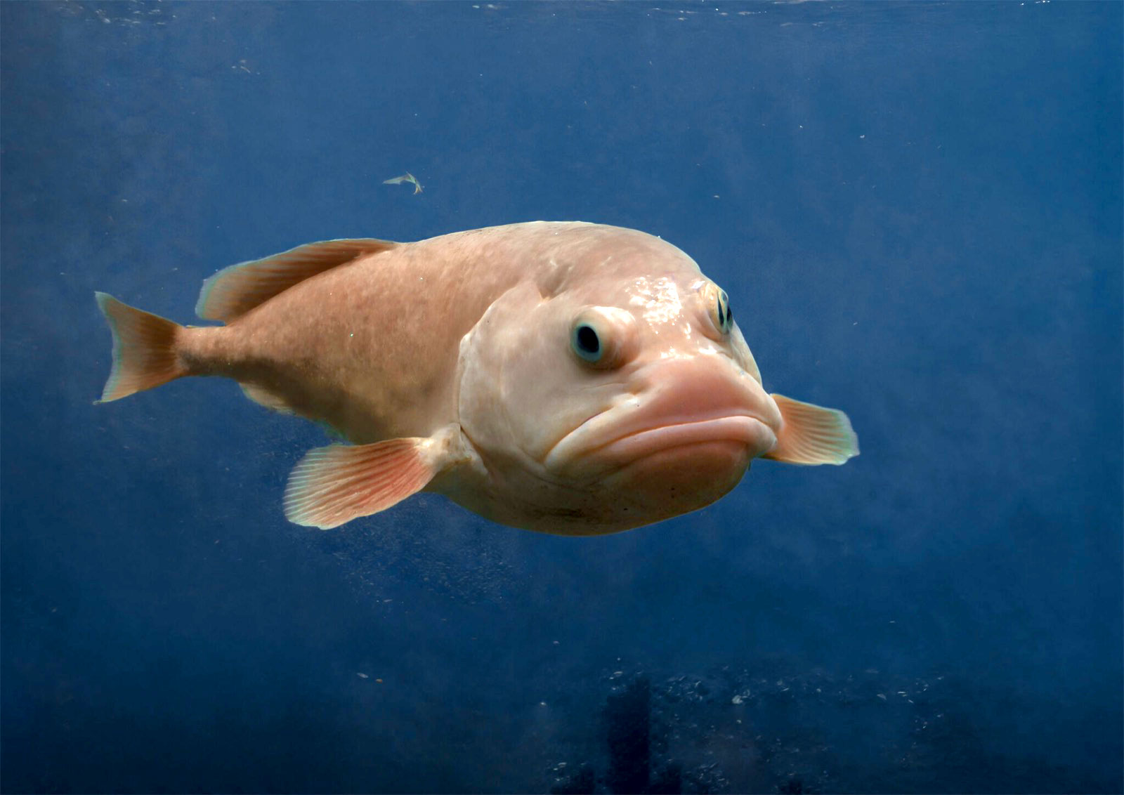 Cool Animals Blobfish