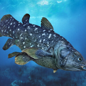 C Trivia Quiz Coelacanth