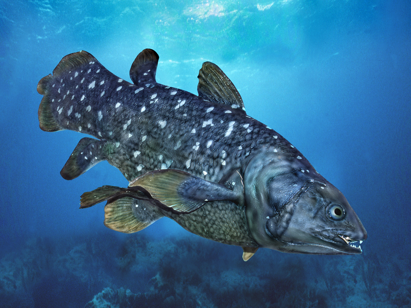 Cool Animals Coelacanth