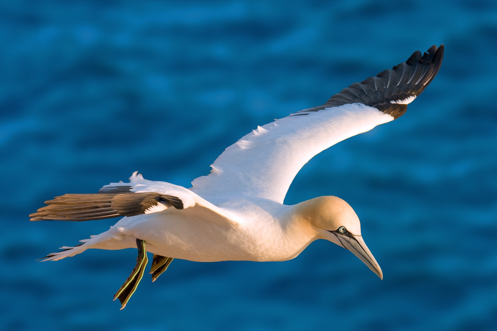 Cool Animals Northern gannet