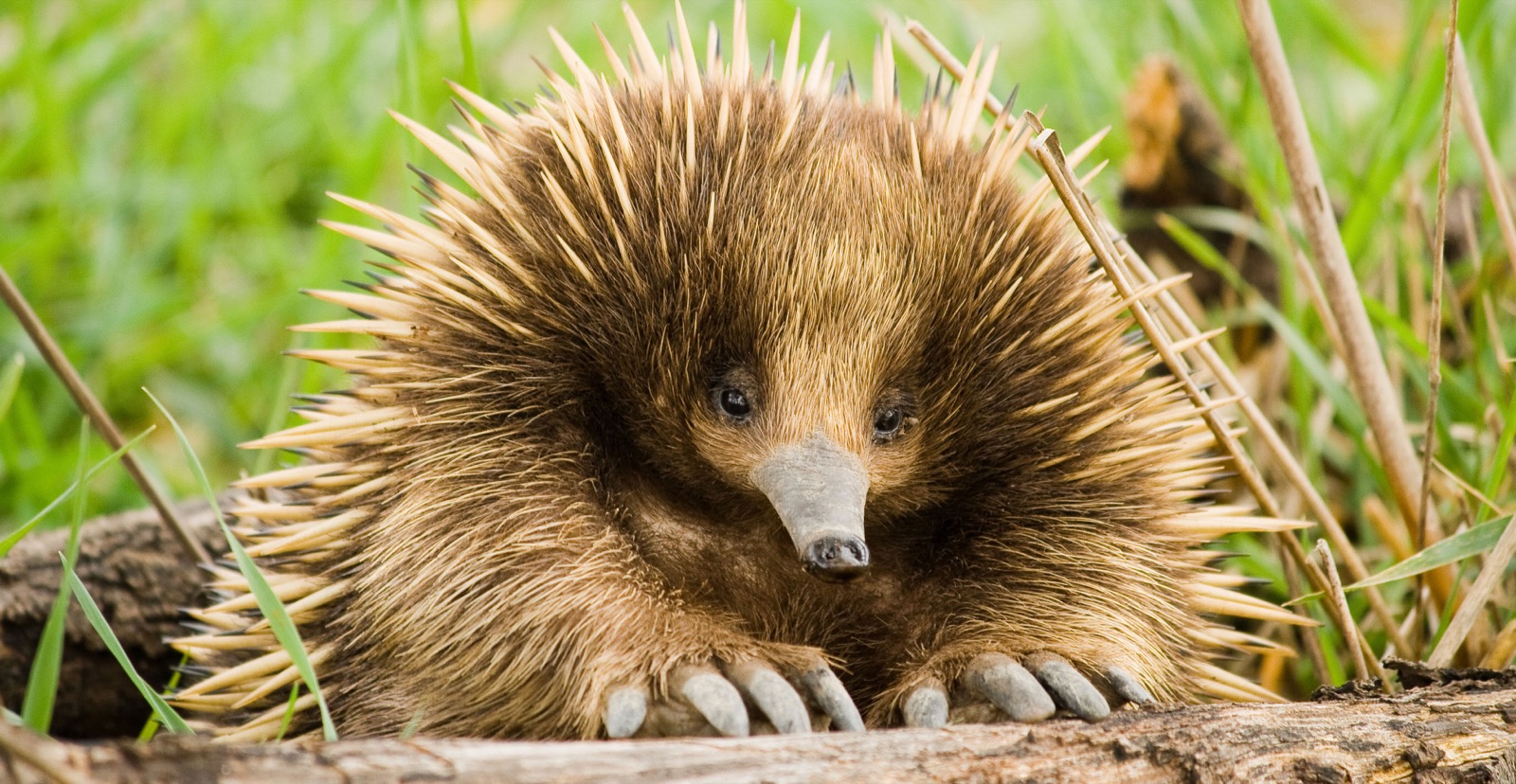 Cool Animals Echidna or spiny anteater