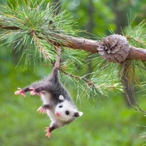 Pick Animals & Find Out Your True Season Quiz Possum
