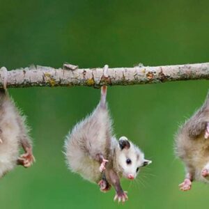 World Animal Day Quiz Opossum