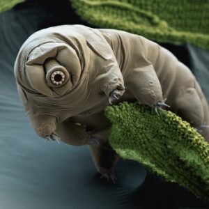 Winter Spirit Animal Quiz Resilience