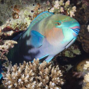 What Type Of Dolphin Are You? Quiz Parrotfish