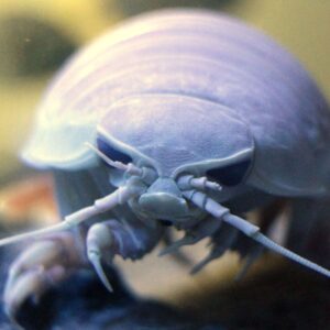 I Trivia Quiz Isopod