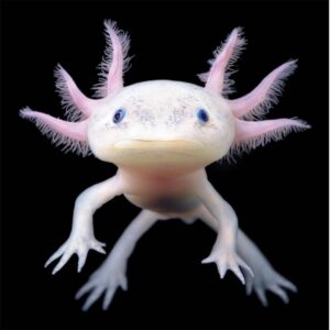 What Type Of Dolphin Are You? Quiz Axolotl