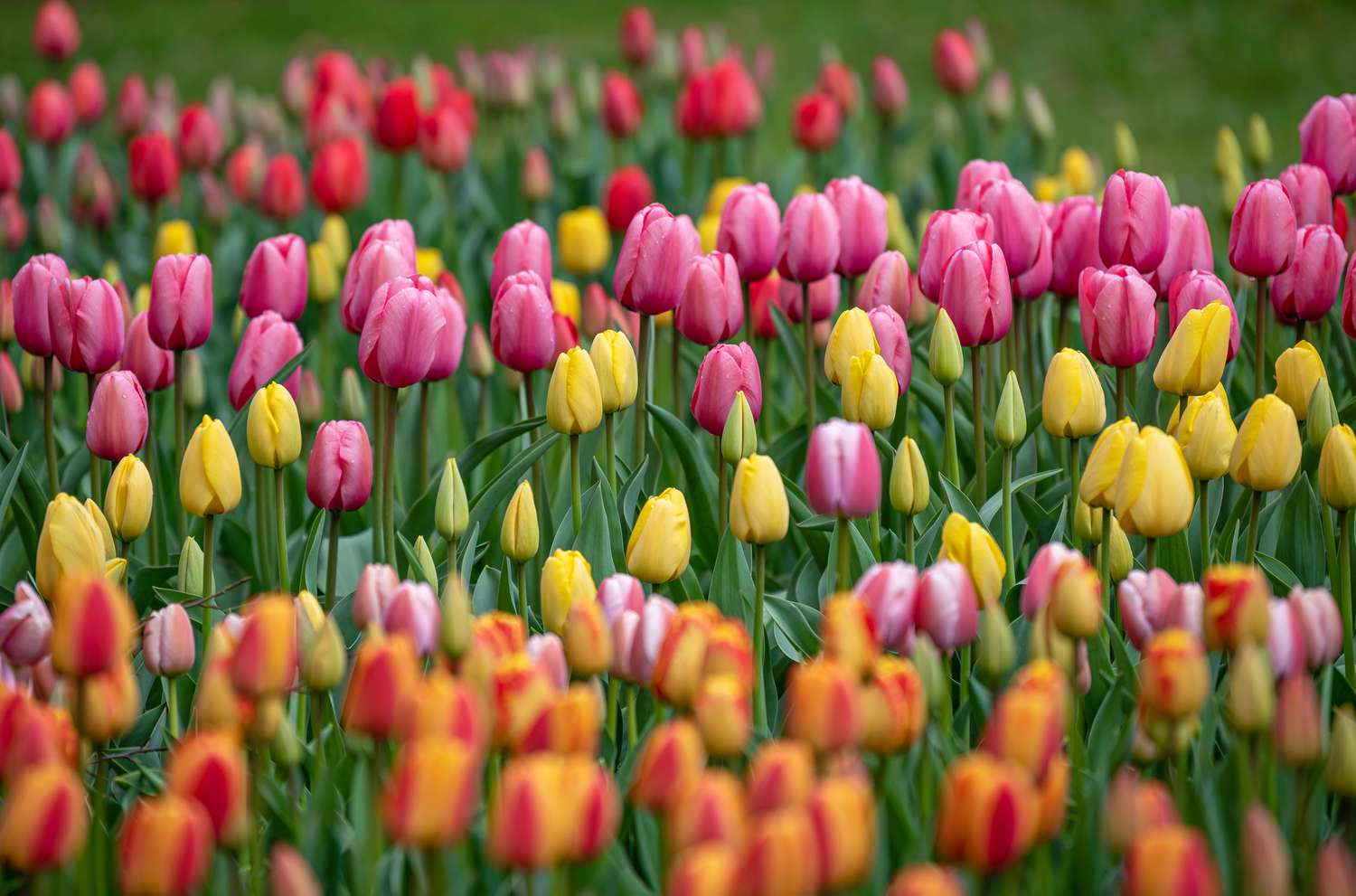 What's Orange? General Knowledge Quiz Spring flowers tulips