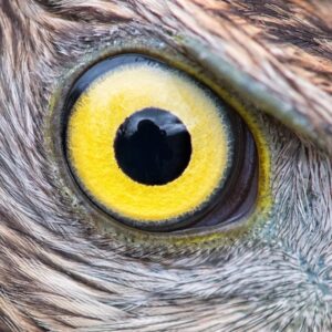 Guess The Rock Song Quiz Bird