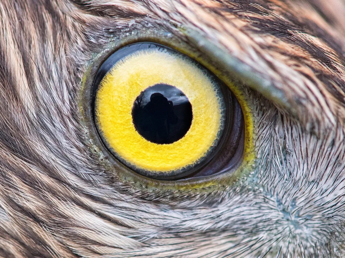 Letter P Food Trivia Quiz Bird's eye