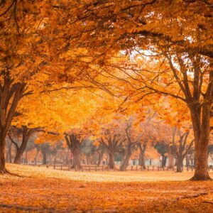 Are You A Desert, Forest, Mountain, Or Ocean? Quiz Rustling leaves