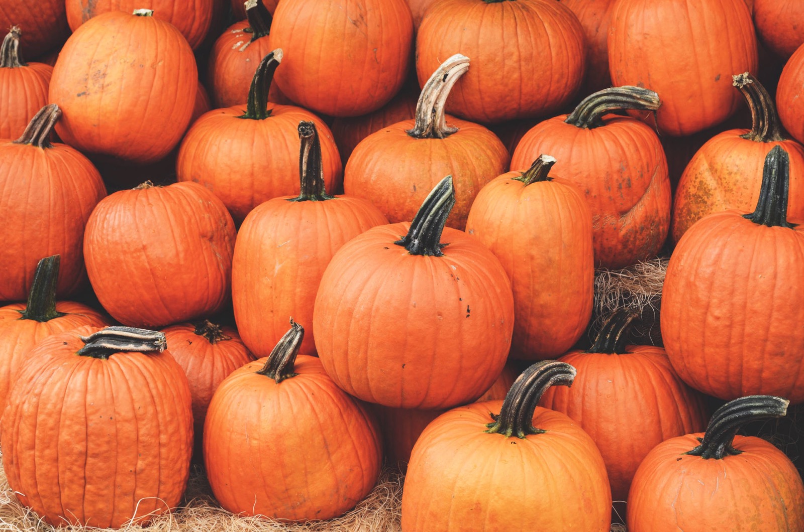 You got: Pumpkin Orange! What’s Your Fall Color? Eat Some Pumpkin Foods to Find Out 🎃