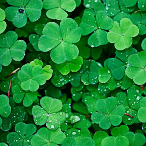 St. Patrick's Day Trivia Quiz March 17th