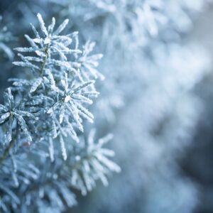 Are You A Desert, Forest, Mountain, Or Ocean? Quiz Winter