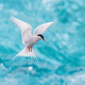 World Wildlife Day Quiz Arctic tern