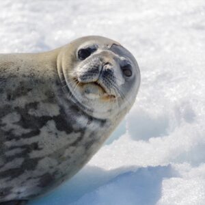 Penguin Trivia Quiz Leopard seals