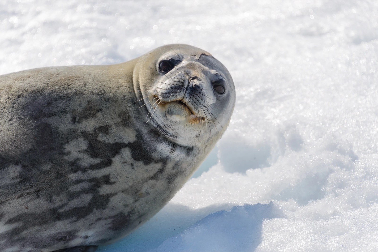 Leopard seal