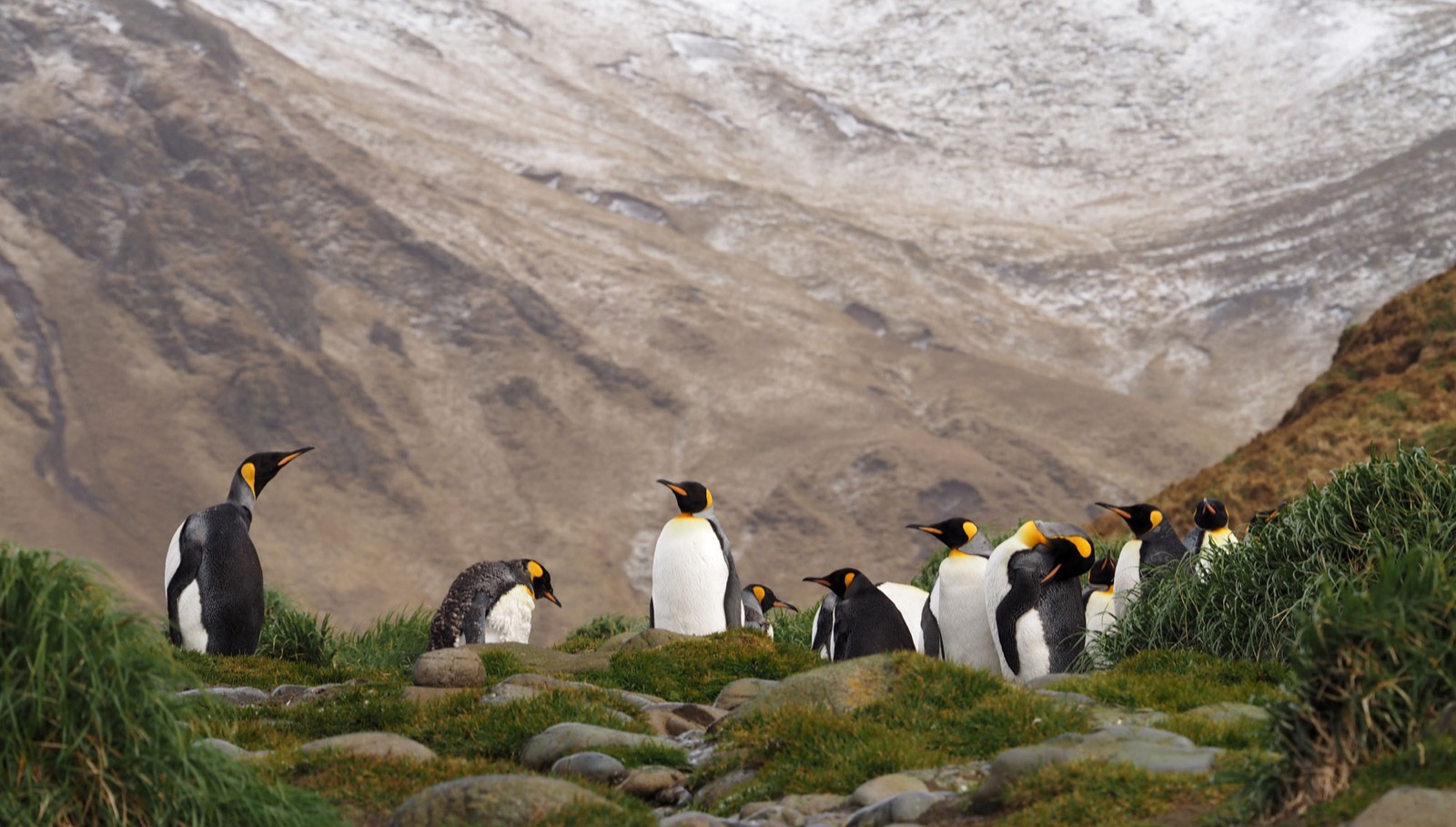 Penguin Trivia Quiz Penguins at Macquarie Island