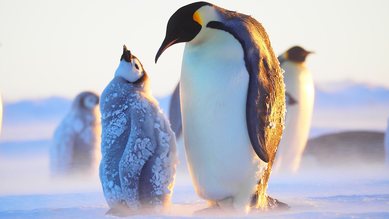 Emperor penguin with chick in Antarctica