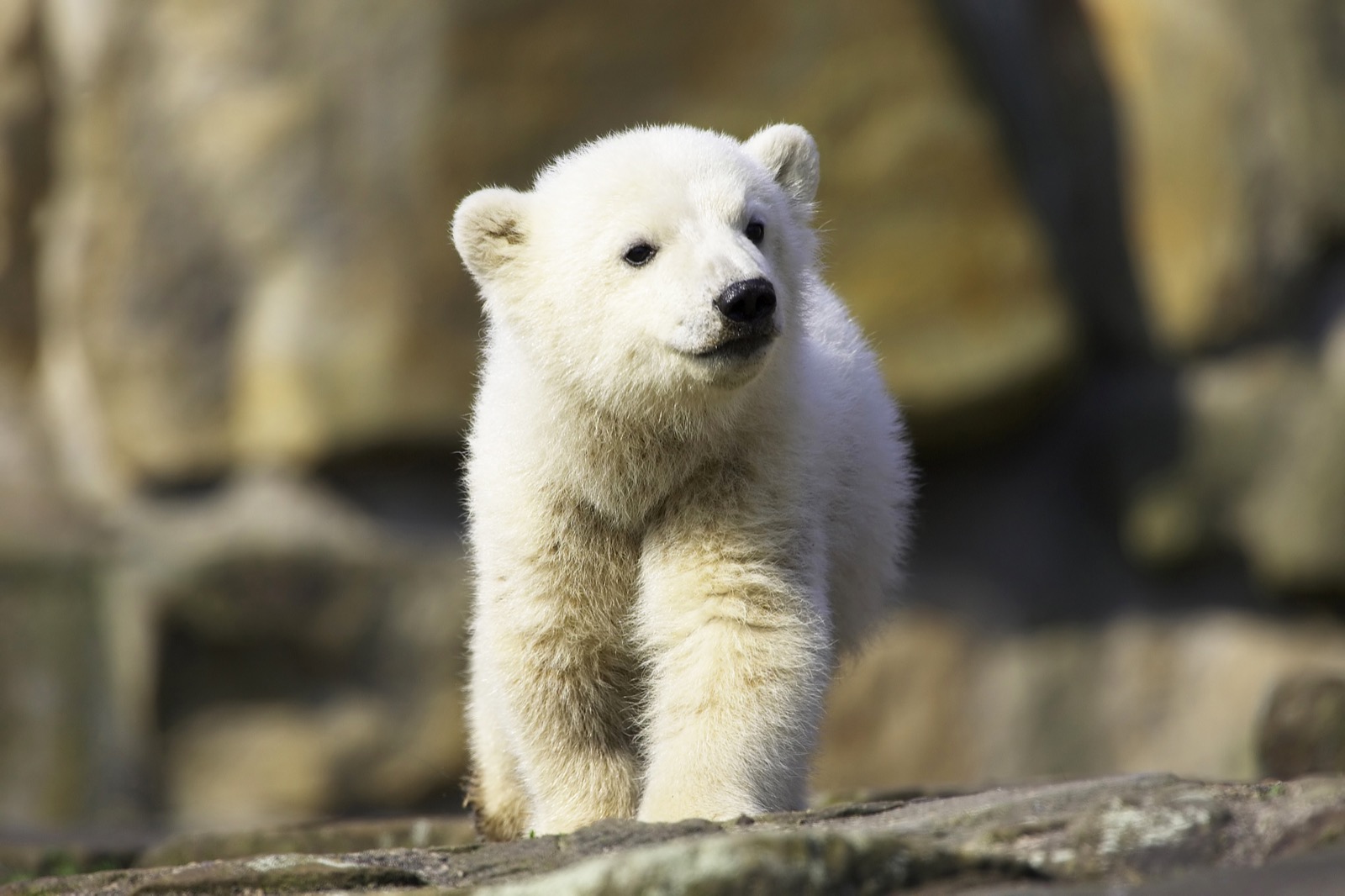 Polar Bear Trivia Quiz Polar bear cub