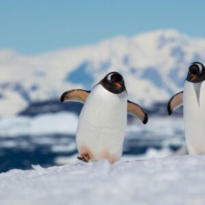Santa Claus Quiz Antarctica