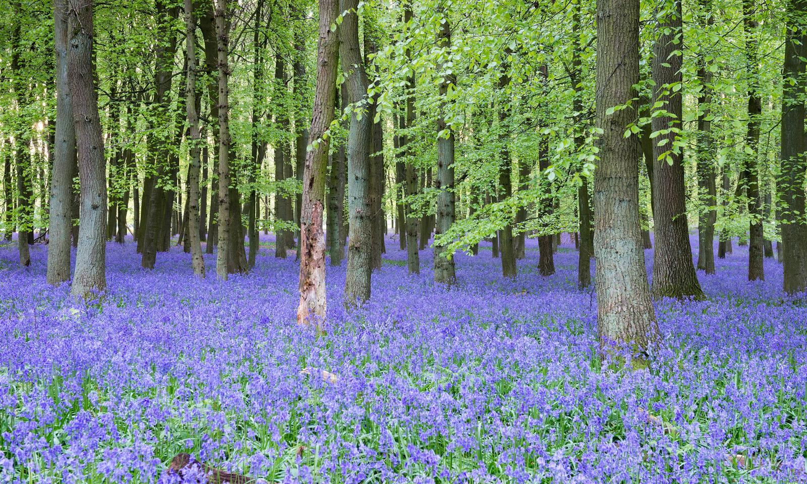 Spring Geography Quiz Bluebell woods in the Cotswolds, England