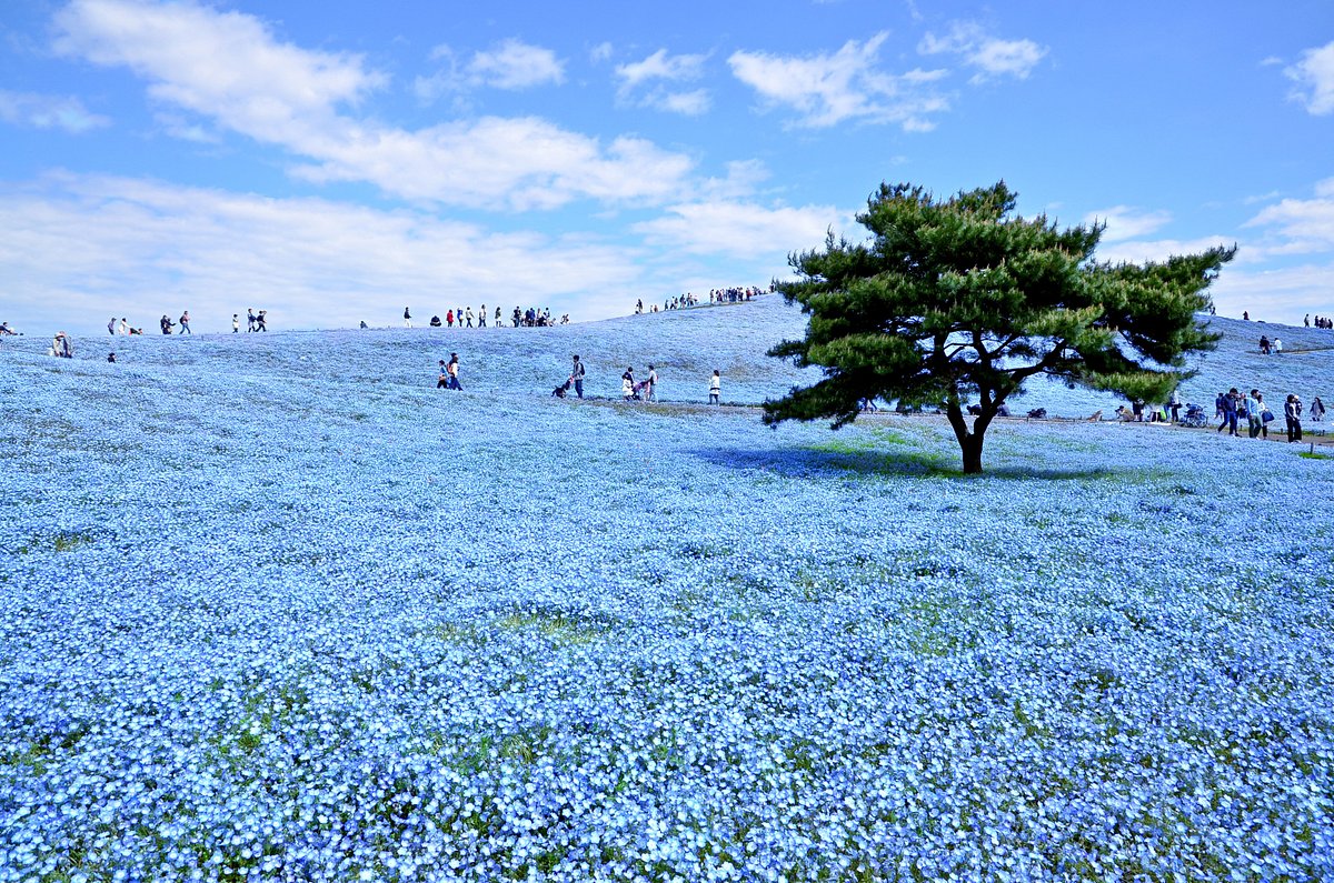 Blue Places Hitachi Seaside Park, Japan