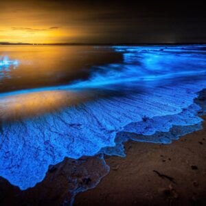 Five Senses Quiz Bioluminescent algae