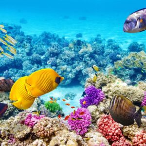 We'll Give You International Food To Try By ️ Places Yo… Quiz Great Barrier Reef