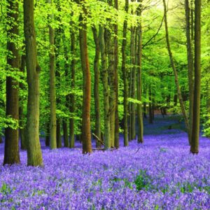 Travel Around World To See Country You Should Move To Quiz Cotswolds, England
