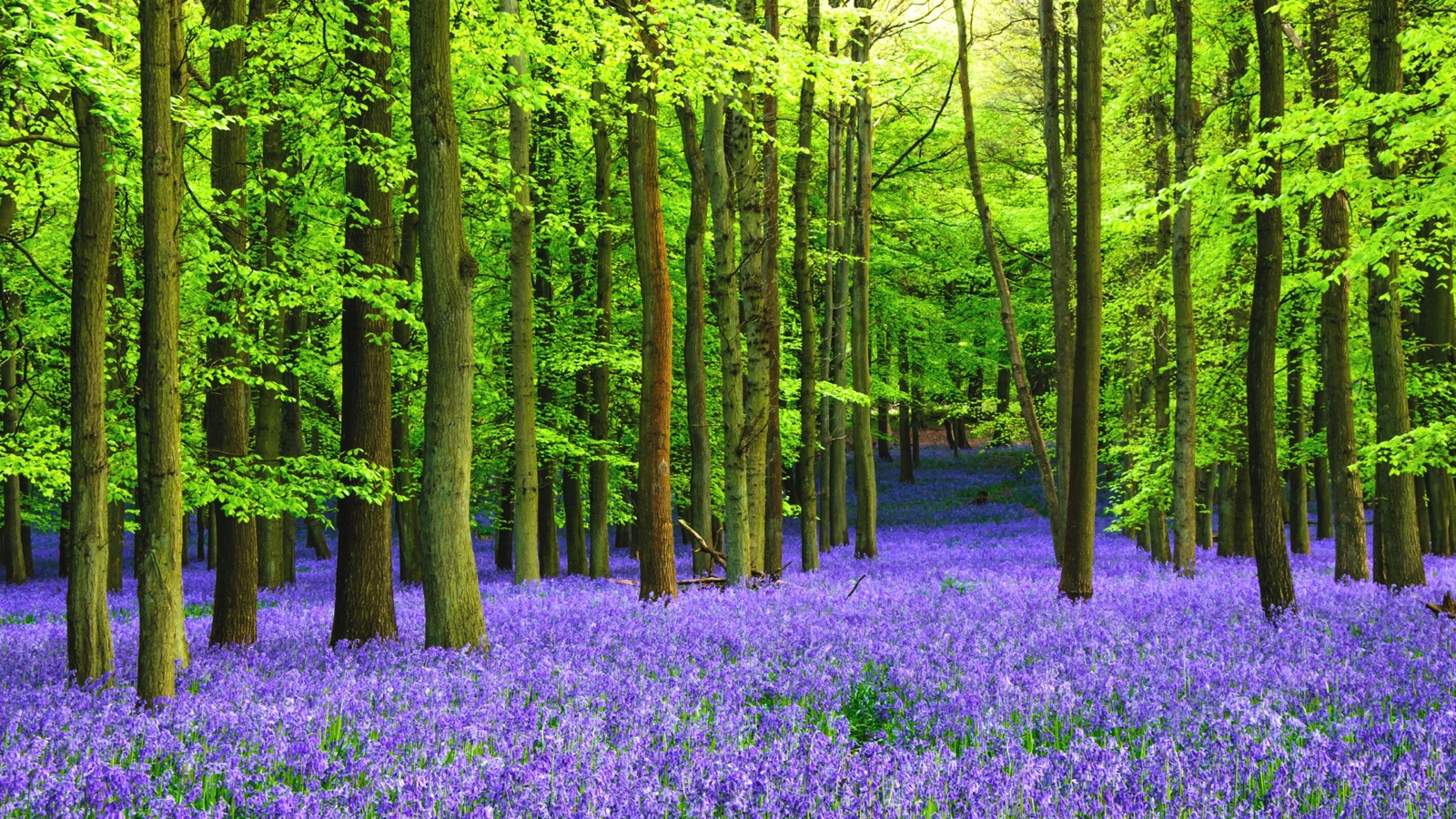 Blue Places Bluebell woods