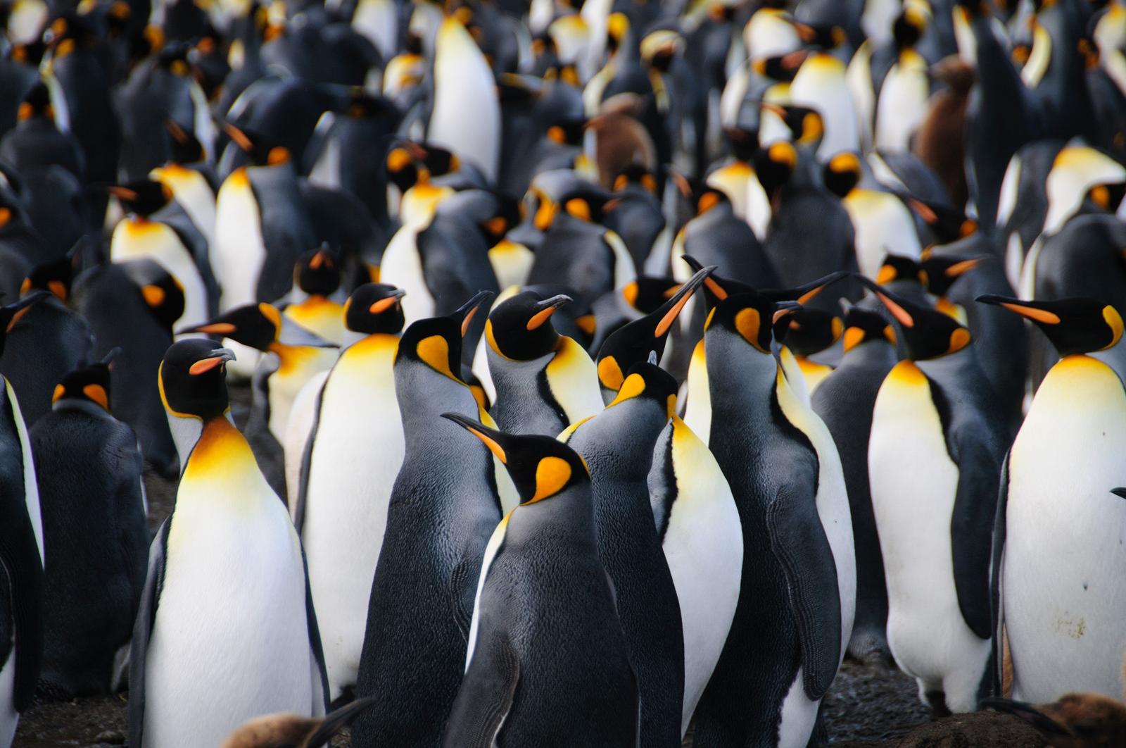Penguin Trivia Quiz King Penguins, South Georgia