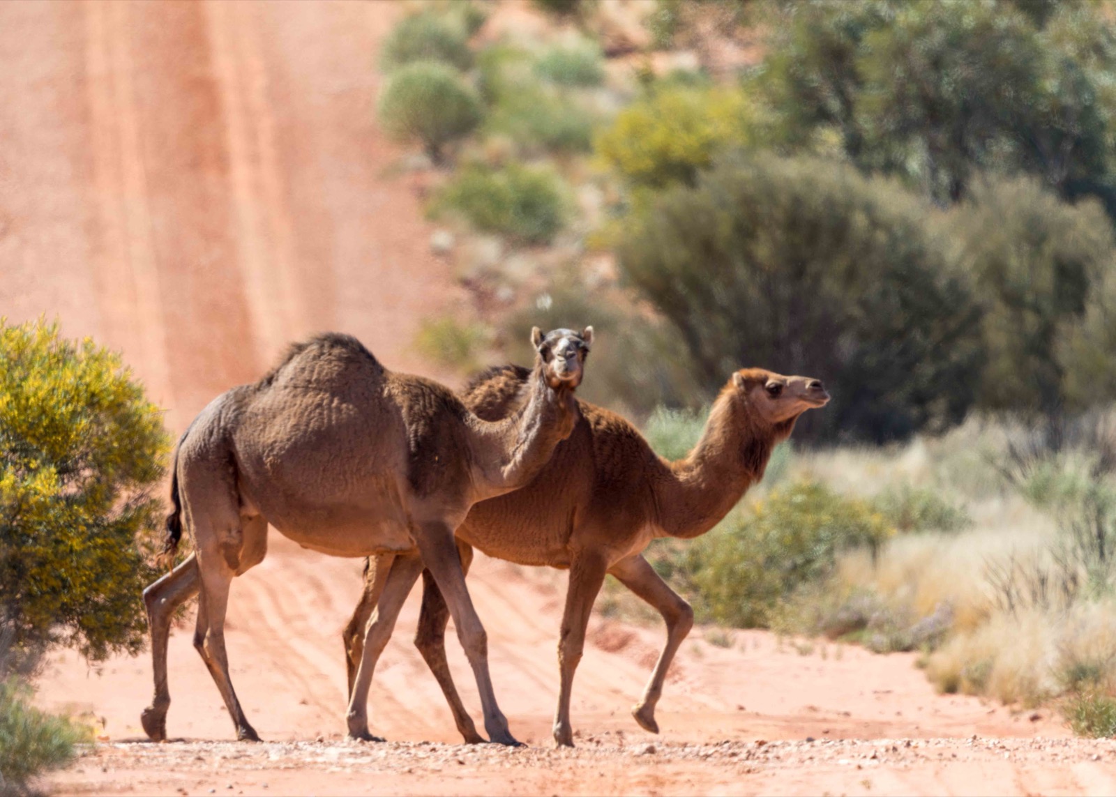 Natural Landmarks Quiz Camels in Great Victoria Desert