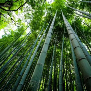 World Wildlife Day Quiz Bamboo